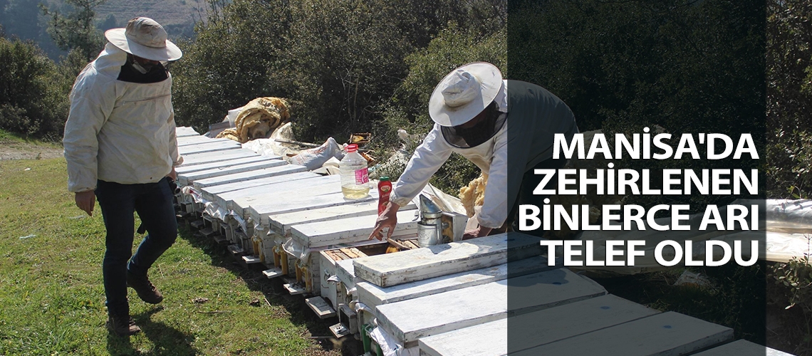 Manisa'da zehirlenen binlerce arı telef oldu