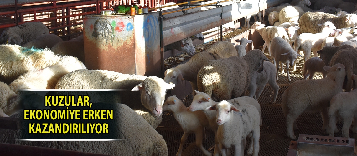 Kuzular, ekonomiye erken kazandırılıyor