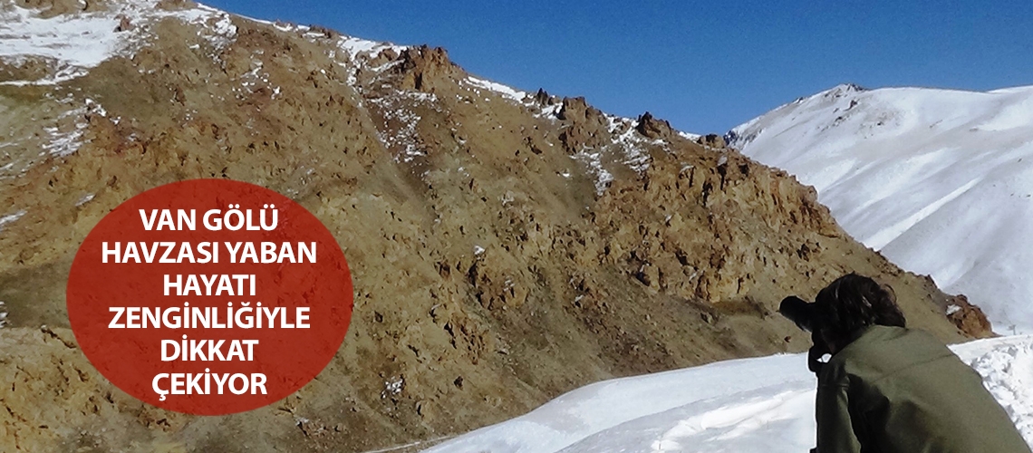 Van Gölü havzası yaban hayatı zenginliğiyle dikkat çekiyor