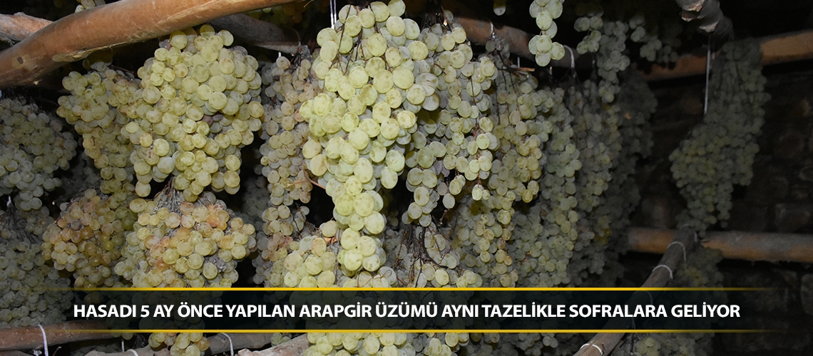 Hasadı 5 ay önce yapılan Arapgir üzümü aynı tazelikle sofralara geliyor