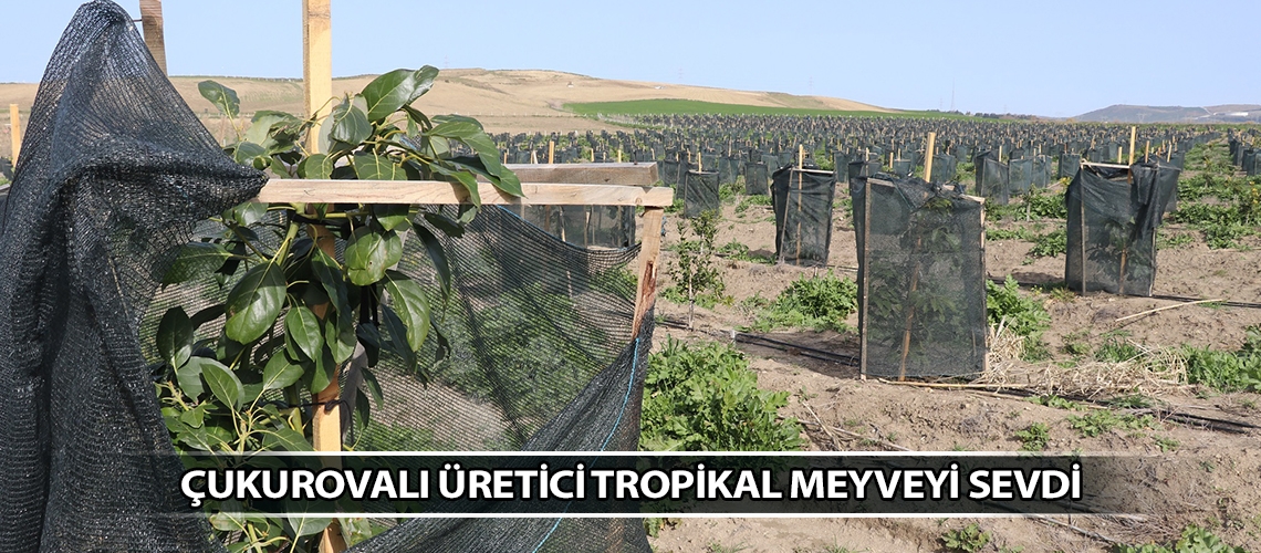 Çukurovalı üretici tropikal meyveyi sevdi