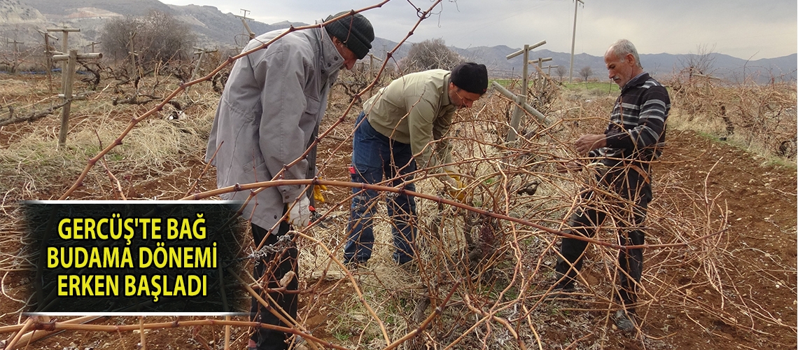 Gercüş'te bağ budama dönemi erken başladı