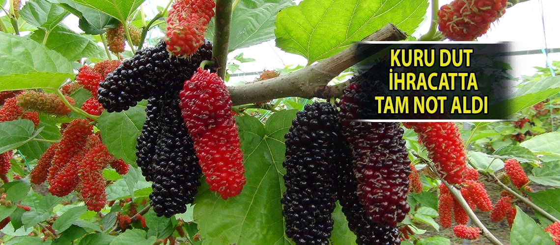 Kuru dut ihracatta tam not aldı