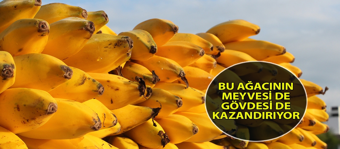 Bu ağacının meyvesi de gövdesi de kazandırıyor