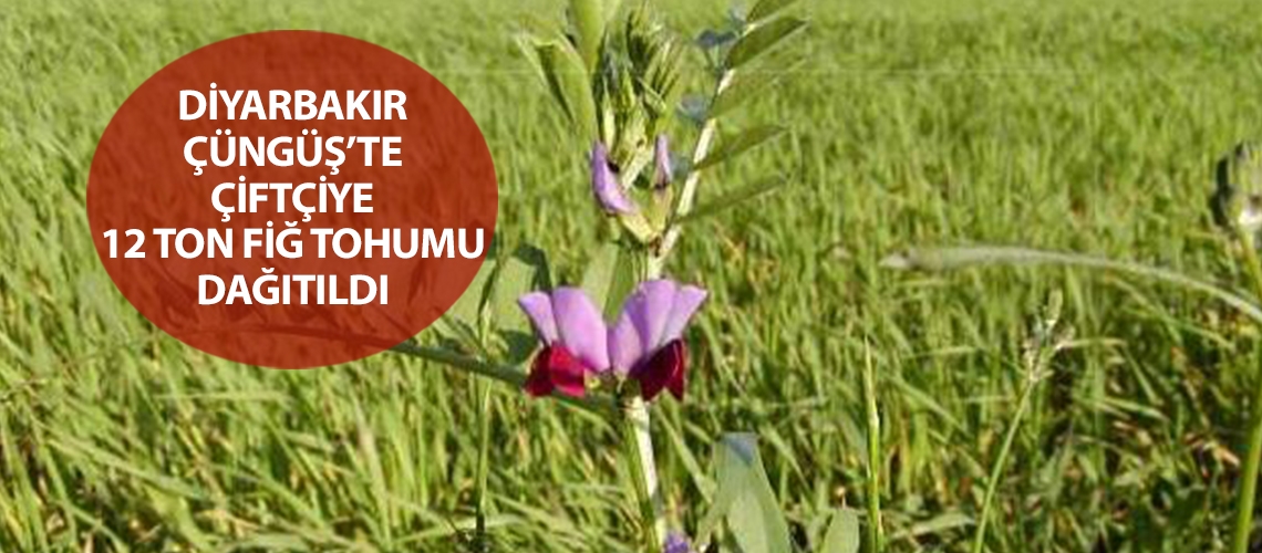 Diyarbakır Çüngüş’te çiftçiye 12 ton fiğ tohumu dağıtıldı