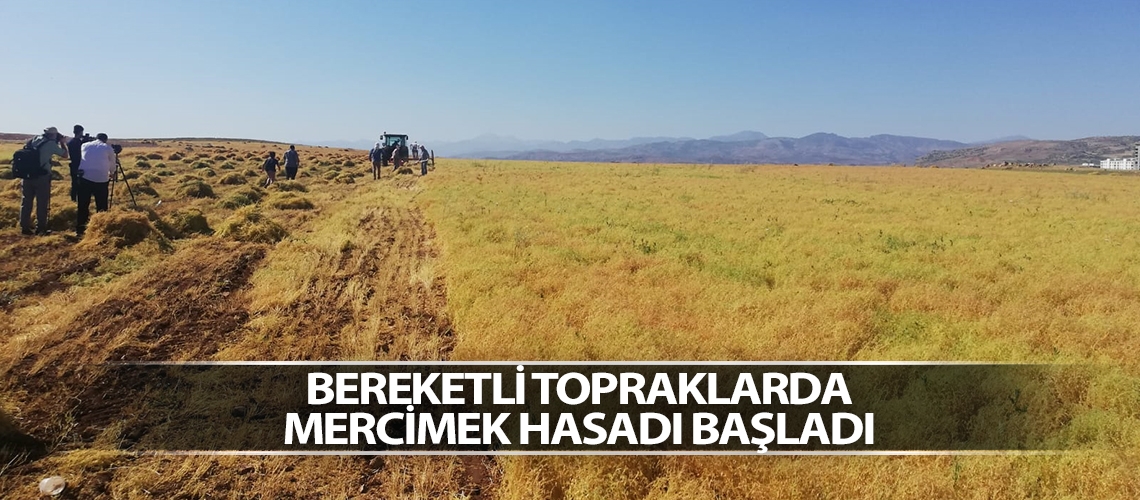 Bereketli topraklarda mercimek hasadı başladı
