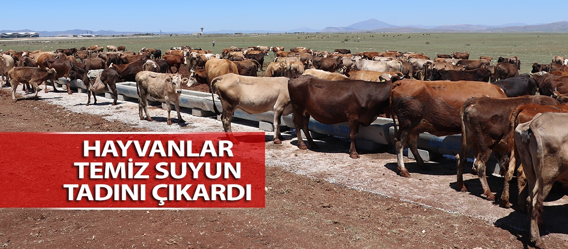 Hayvanlar temiz suyun tadını çıkardı