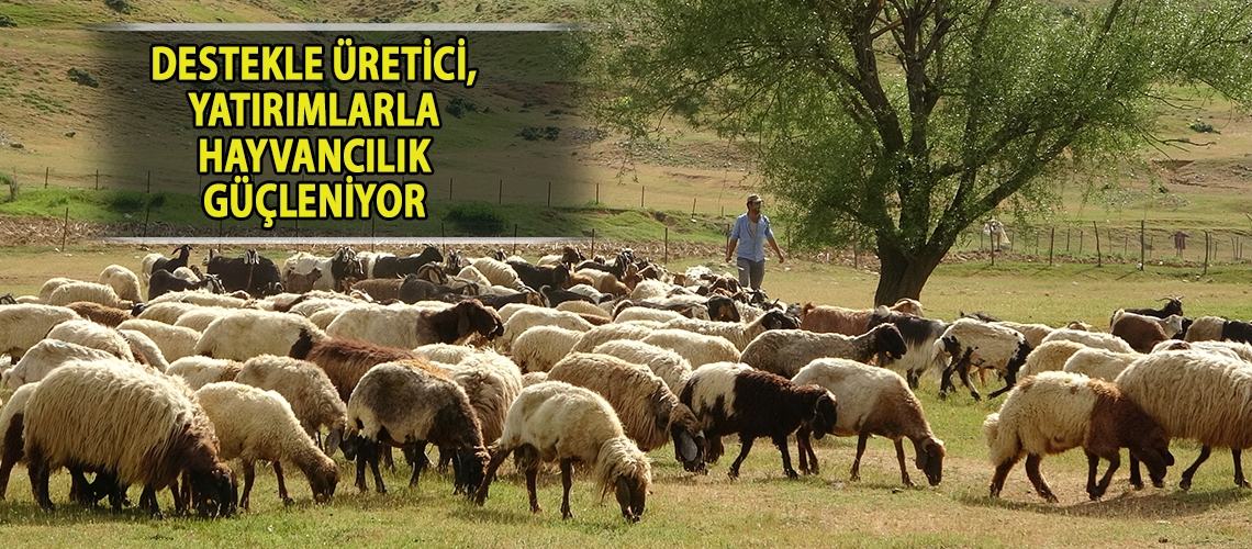 Destekle üretici, yatırımlarla hayvancılık güçleniyor