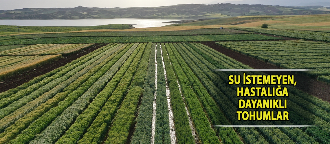 Su istemeyen, hastalığa dayanıklı tohumlar
