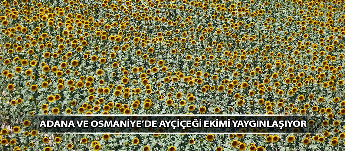Adana ve Osmaniye’de ayçiçeği ekimi yaygınlaşıyor