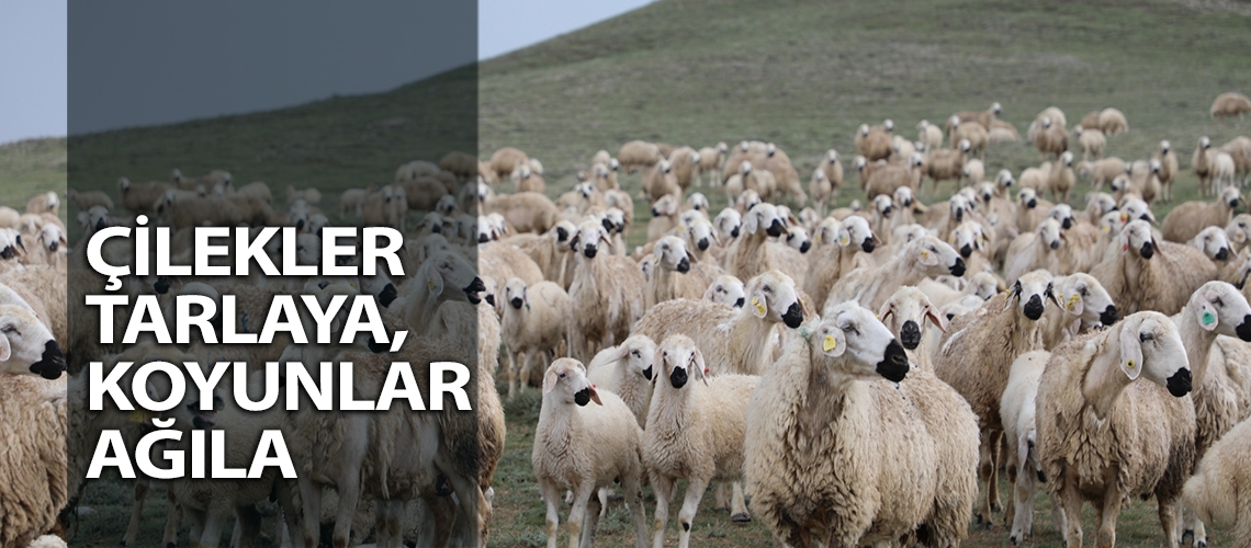 Çilekler tarlaya, koyunlar ağıla