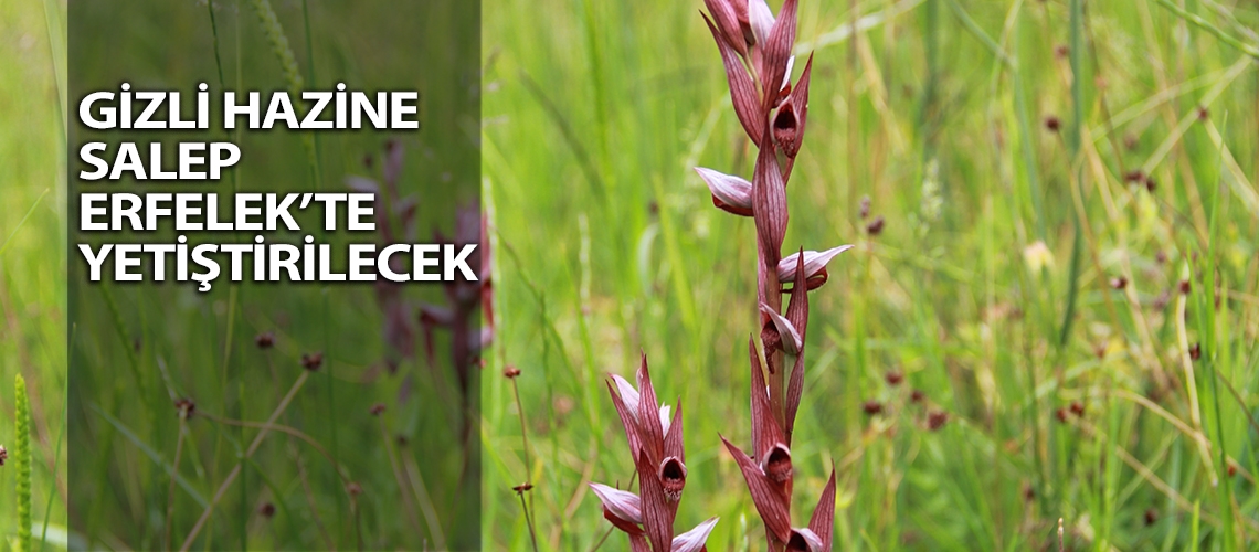 Gizli hazine salep Erfelek’te yetiştirilecek