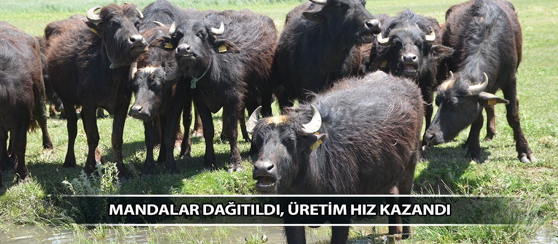 Mandalar dağıtıldı, üretim hız kazandı