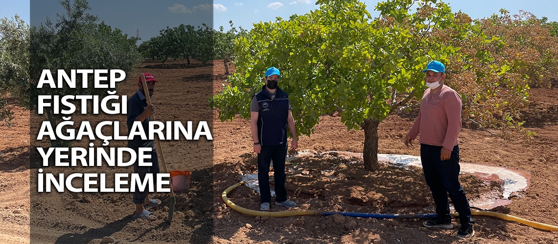 Antep fıstığı ağaçlarına yerinde inceleme
