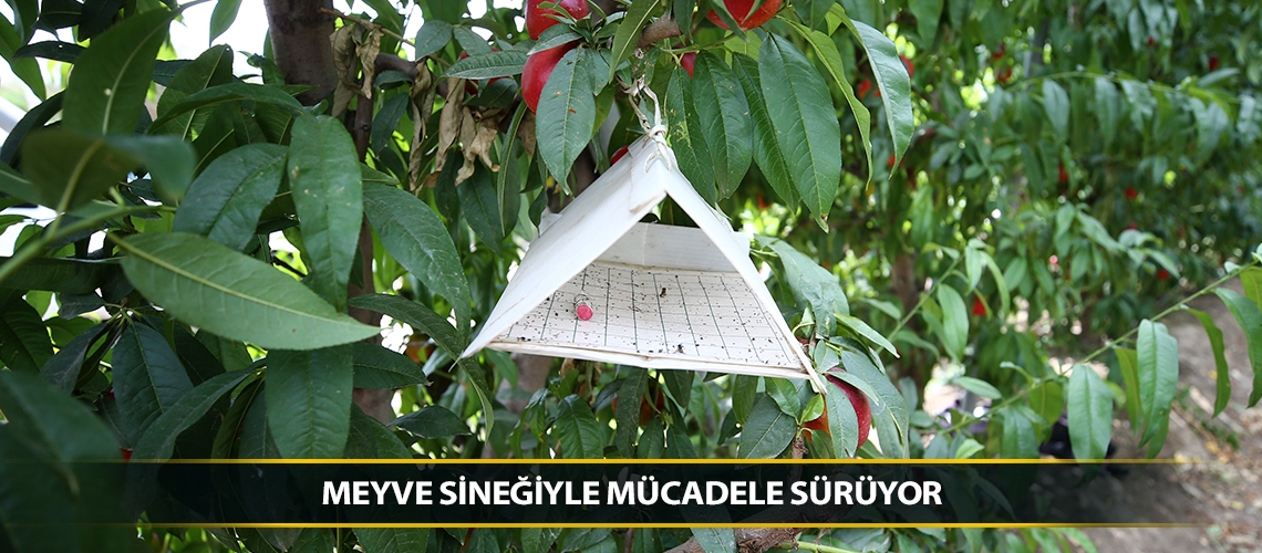 Meyve sineğiyle mücadele sürüyor