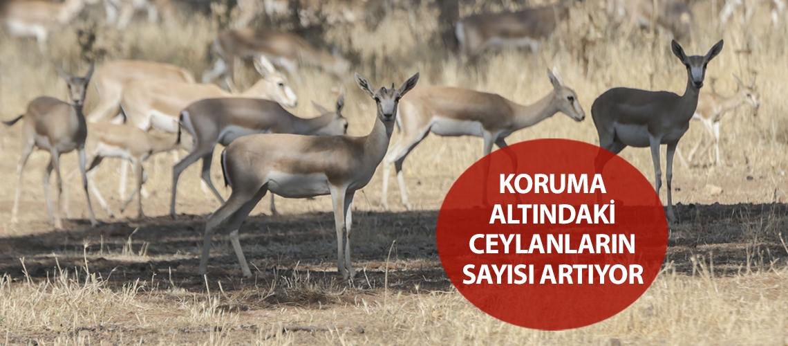 Koruma altındaki ceylanların sayısı artıyor
