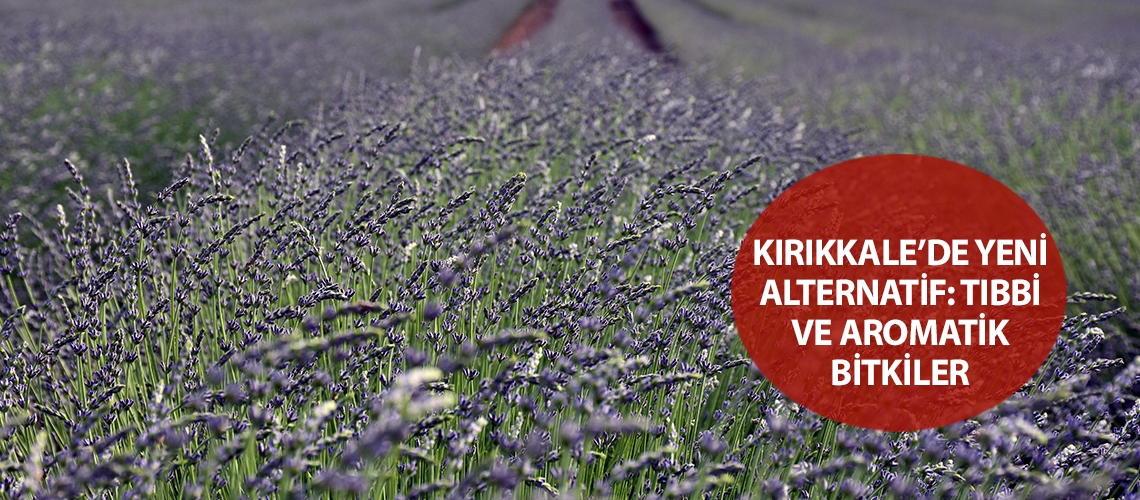 Kırıkkale’de yeni alternatif: tıbbi ve aromatik bitkiler