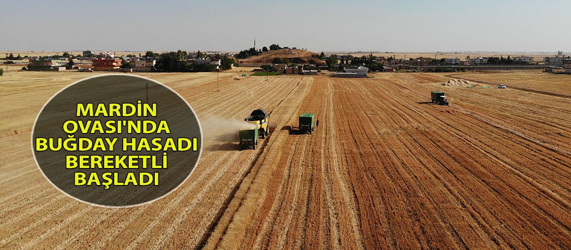 Mardin Ovası'nda buğday hasadı bereketli başladı