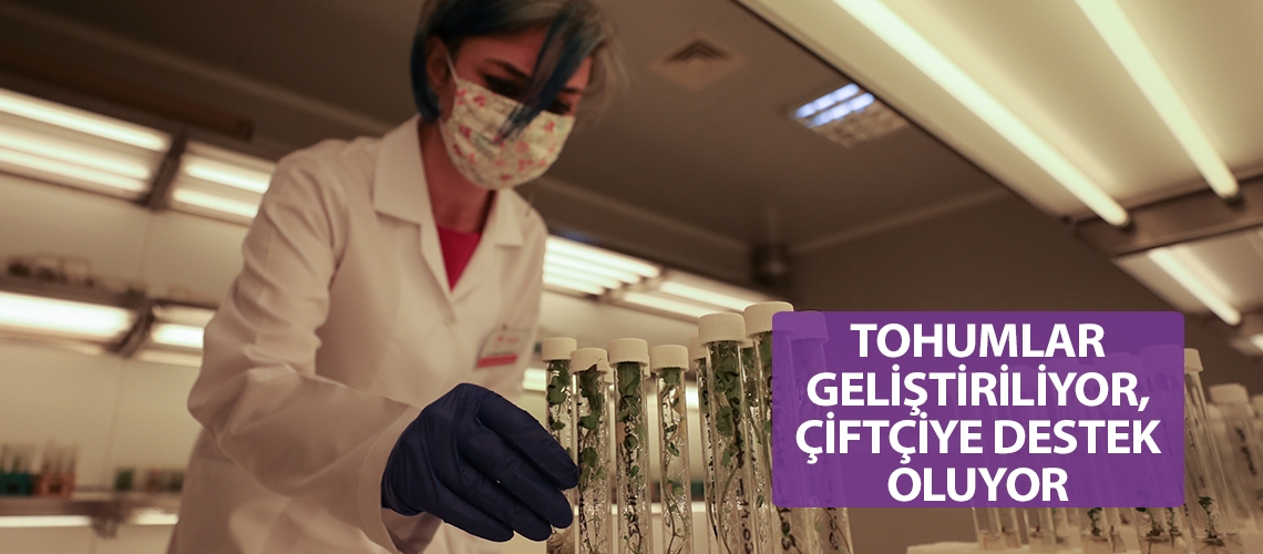 Tohumlar geliştiriliyor, çiftçiye destek oluyor