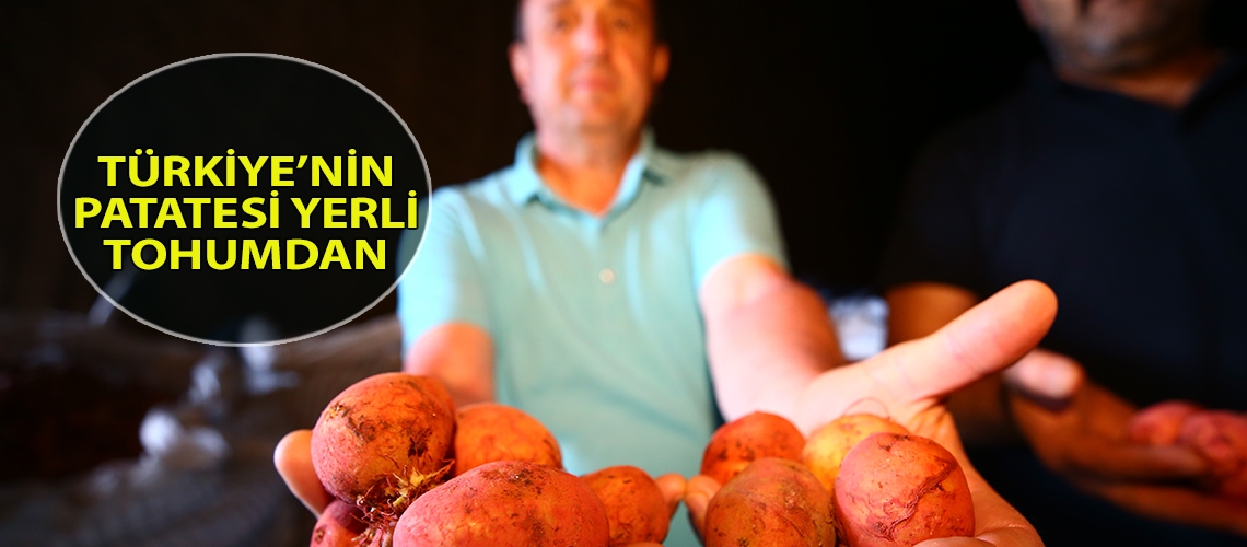 Türkiye’nin patatesi yerli tohumdan