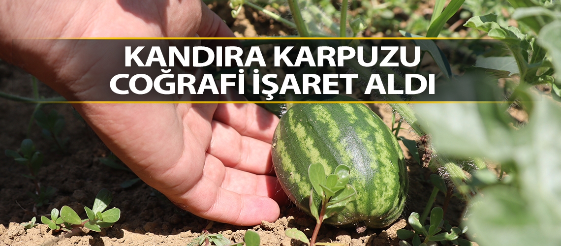 Kandıra karpuzu coğrafi işaret aldı
