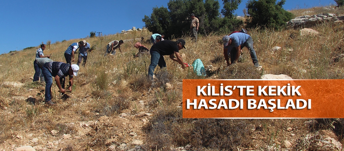Kilis’te kekik hasadı başladı