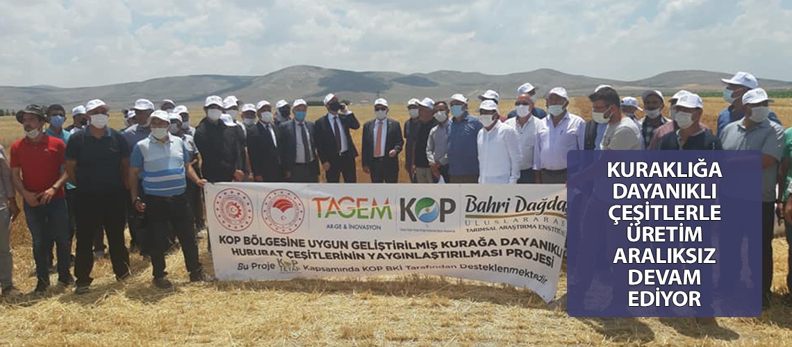 Kuraklığa dayanıklı çeşitlerle üretim aralıksız devam ediyor