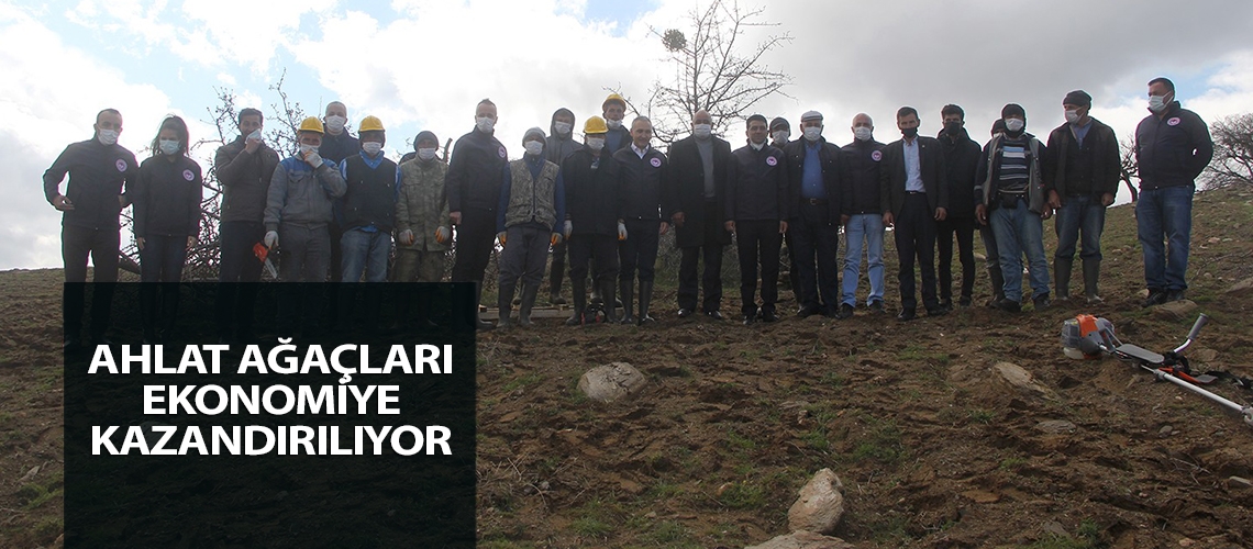 Ahlat ağaçları ekonomiye kazandırılıyor