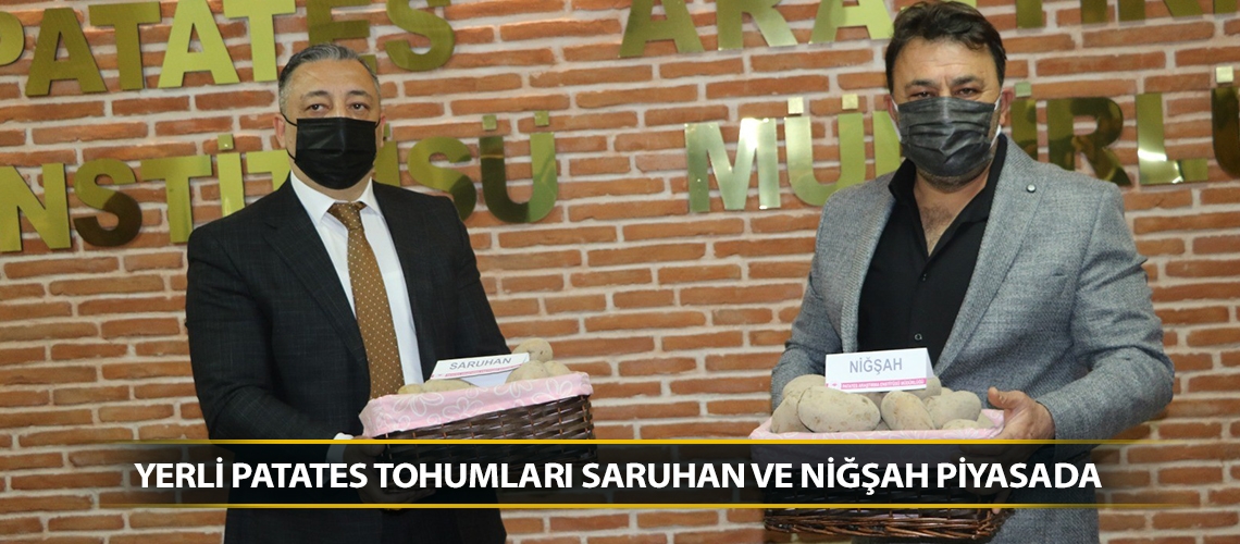 Yerli patates tohumları Saruhan ve Niğşah piyasada