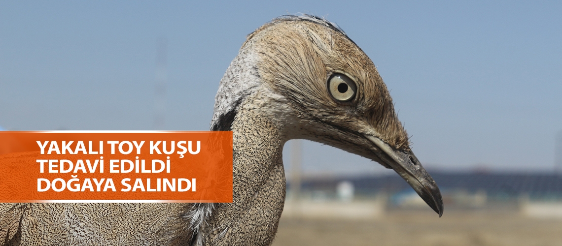 Yakalı toy kuşu tedavi edildi doğaya salındı