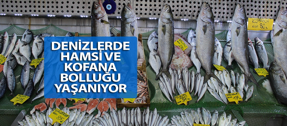 Denizlerde hamsi ve kofana bolluğu yaşanıyor