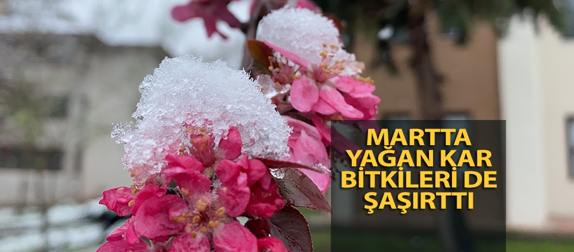 Martta yağan kar bitkileri de şaşırttı