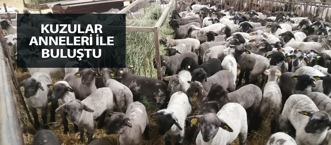 Kuzular anneleri ile buluştu