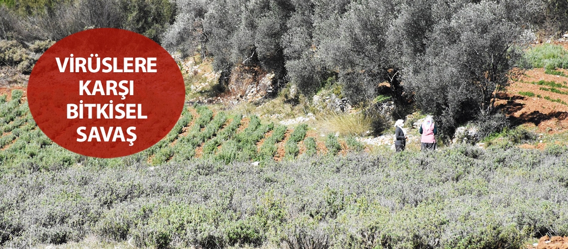 Virüslere karşı bitkisel savaş