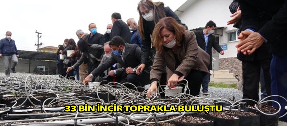 33 bin incir toprakla buluştu