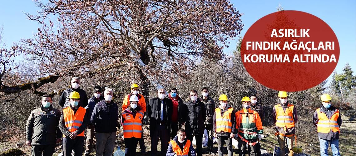 Asırlık fındık ağaçları koruma altında