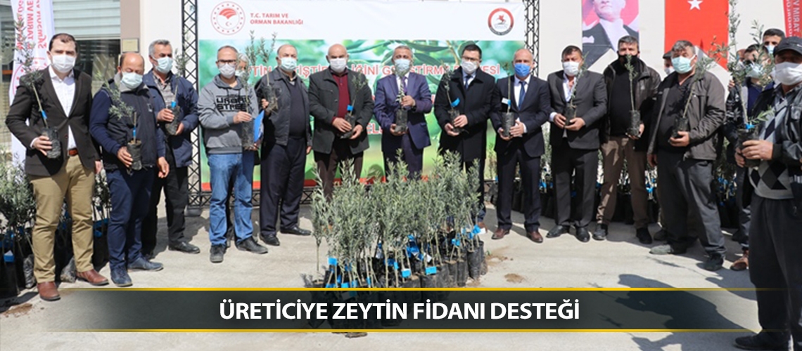 Üreticiye zeytin fidanı desteği