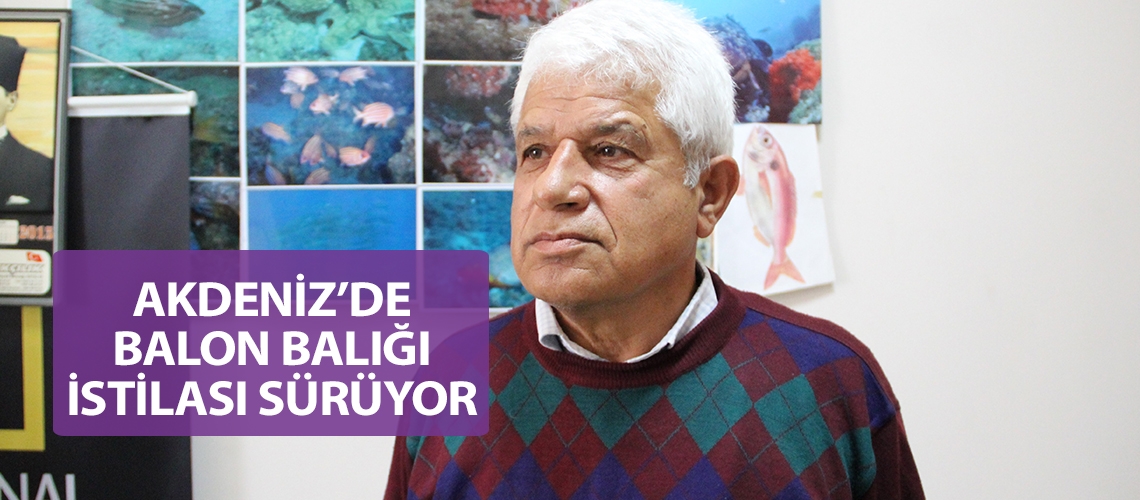Akdeniz’de balon balığı istilası sürüyor