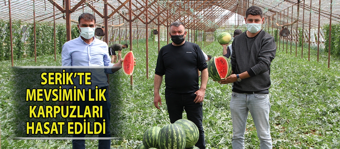 Serik’te mevsimin lik karpuzları hasat edildi