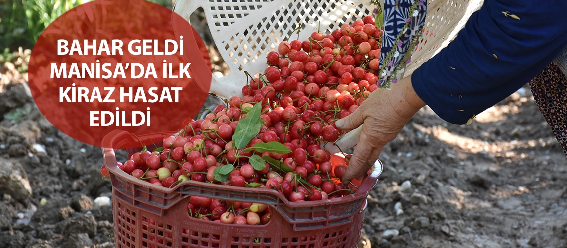 Bahar geldi Manisa’da ilk kiraz hasat edildi