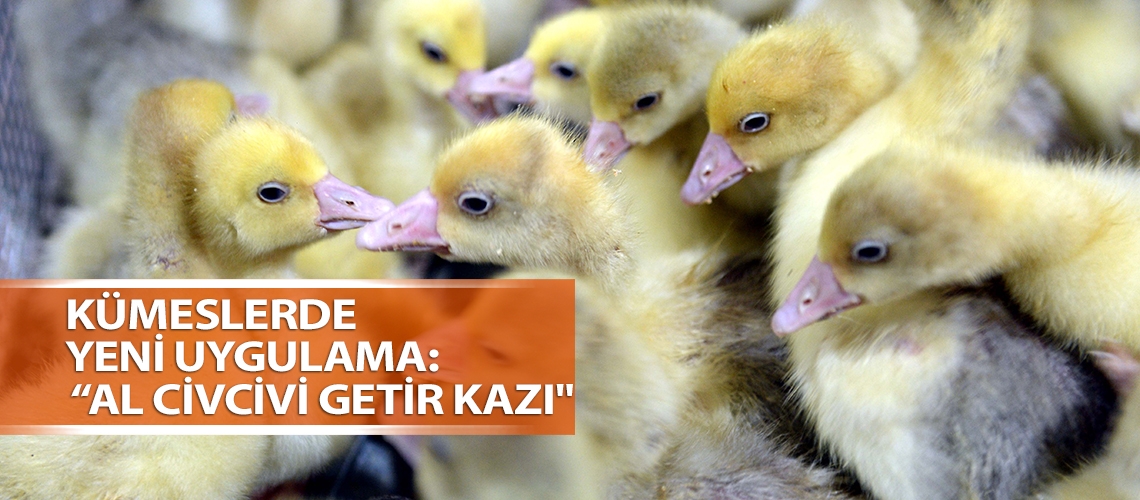 Kümeslerde yeni uygulama: “Al civcivi getir kazı