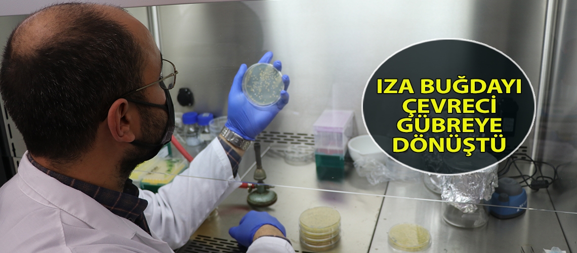 Iza buğdayı çevreci gübreye dönüştü