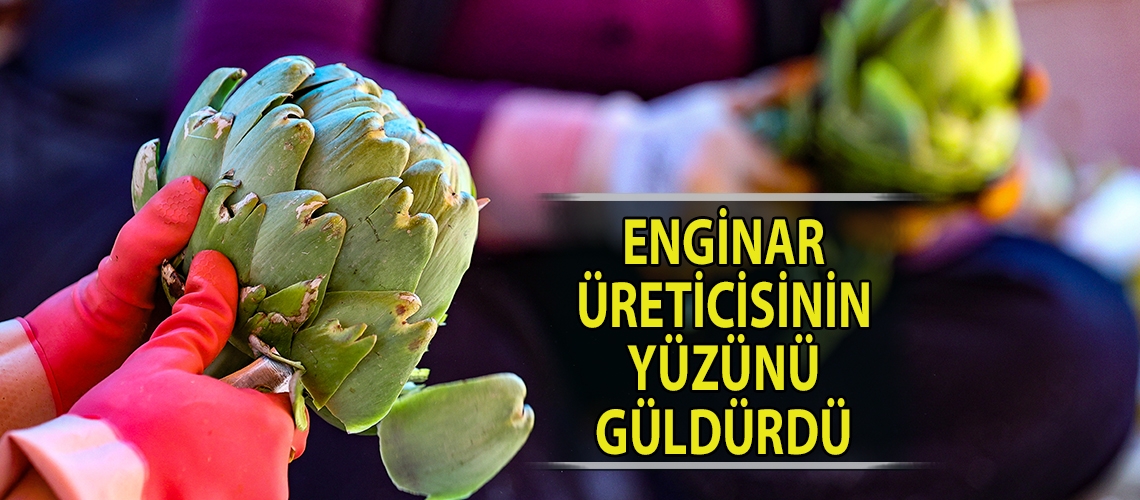 Enginar üreticisinin yüzünü güldürdü