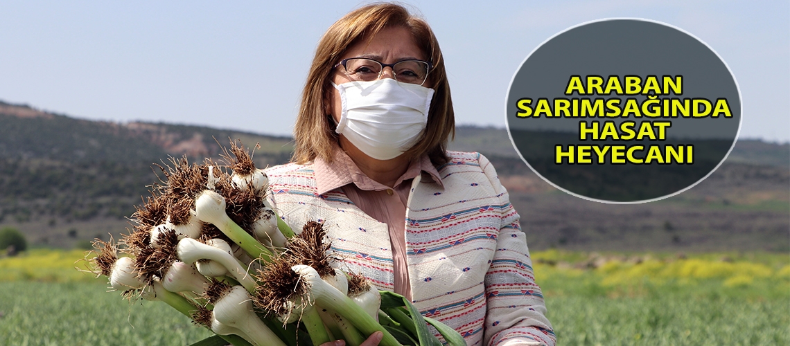 Araban sarımsağında hasat heyecanı