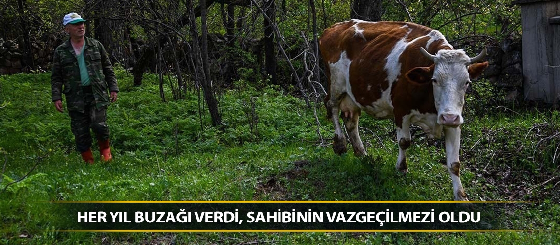 Her yıl buzağı verdi, sahibinin vazgeçilmezi oldu
