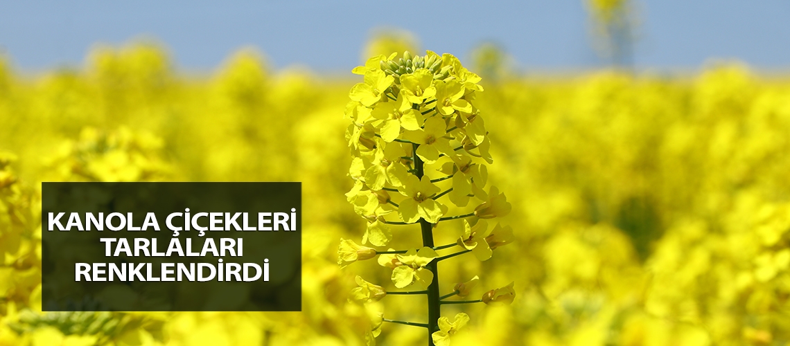 Kanola çiçekleri tarlaları renklendirdi