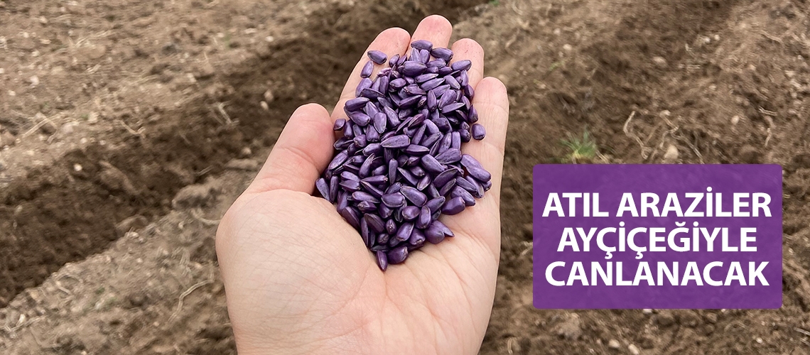 Atıl araziler ayçiçeğiyle canlanacak