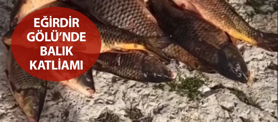 Eğirdir Gölü’nde balık katliamı