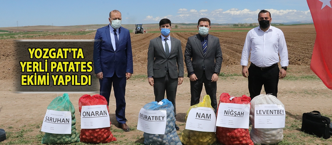Yozgat'ta yerli patates ekimi yapıldı