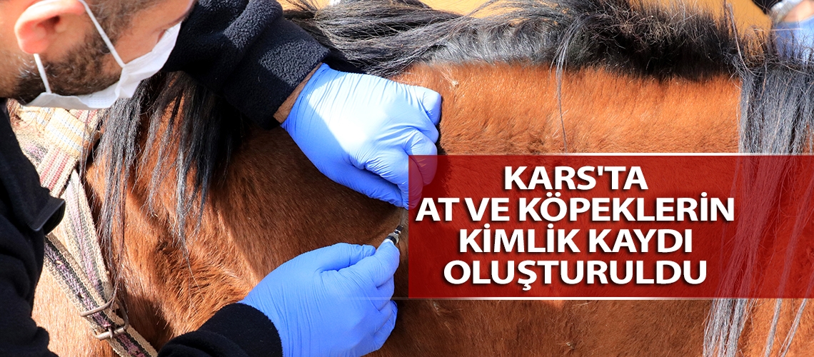Kars'ta at ve köpeklerin kimlik kaydı oluşturuldu
